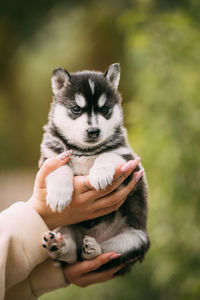 Close-up of dog