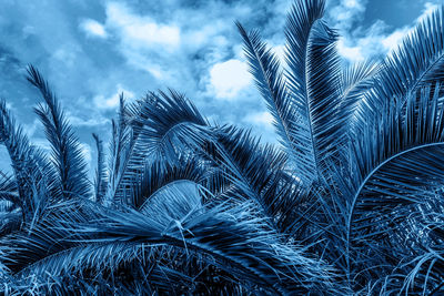 Close-up of frozen plants against sky