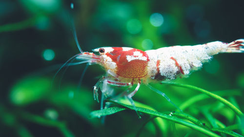 Close-up of insect on plant