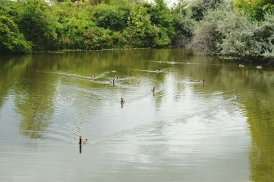 Swans swimming in lake