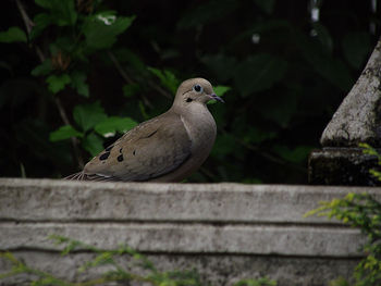 Close-up of bird perching on wood