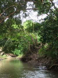 Scenic view of river in forest