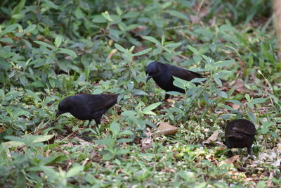 Black bird on grass