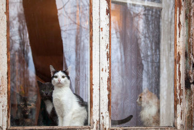 Portrait of a cat looking away