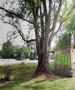 Trees on landscape