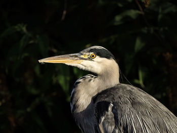 Close-up of bird