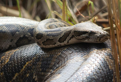 Close-up of wild animal 