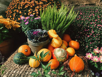 High angle view of potted plants