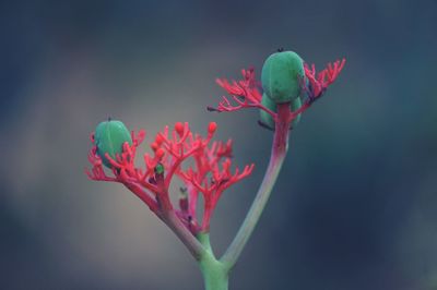 Close-up of pink flower