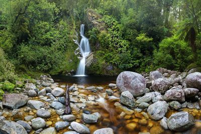 Scenic view of waterfall in forest