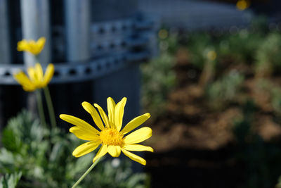 Close-up of yellow flowering plant