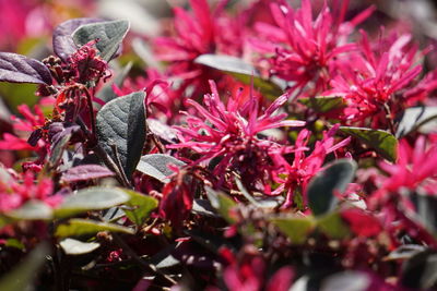 Close-up of pink flower