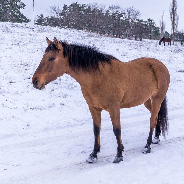 animal themes, snow, domestic animals, mammal, winter, cold temperature, season, horse, standing, livestock, one animal, field, weather, herbivorous, side view, full length, landscape, working animal, nature, walking