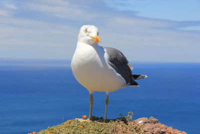 Seagull perching on rock by sea against sky