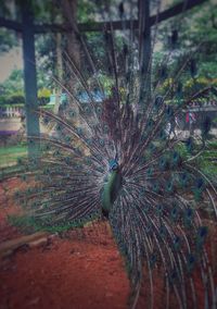 Close-up of peacock