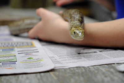 Close-up of hand holding a snake