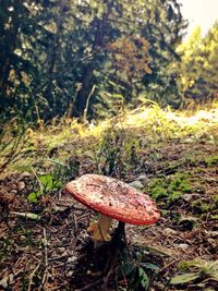 Close-up of mushrooms growing on field