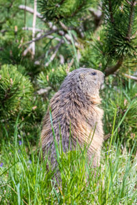Close-up of plant growing on field