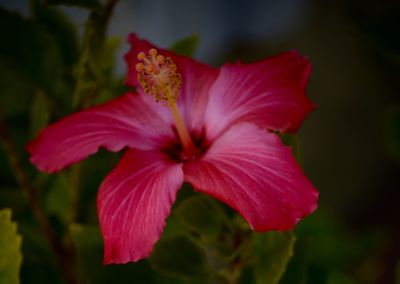 Close-up of pink flower