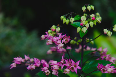 Close-up of pink flowering plant