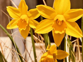 Close-up of yellow daffodil flowers