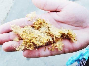 Close-up of hand holding leaf