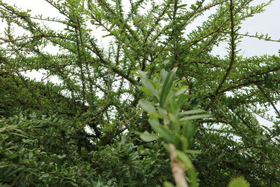 Low angle view of bamboo trees in forest