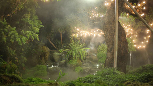 Illuminated trees in forest at night