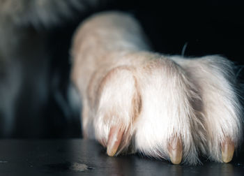 Close-up of a dog