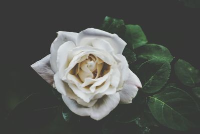 Close-up of flower against black background