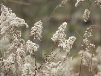 Close-up of white flowering plant on field