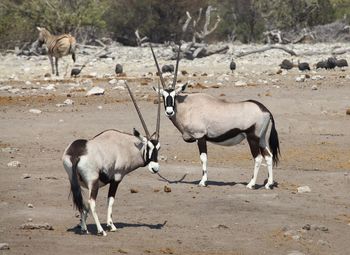 Side view of horses on field