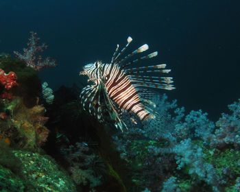 Fish swimming in sea