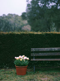 Empty bench in park