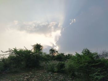 Low angle view of trees against sky