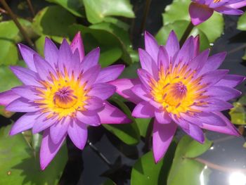 Close-up of purple crocus flowers