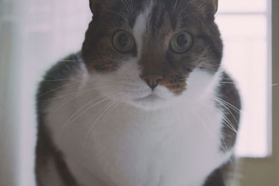 Close-up portrait of cat