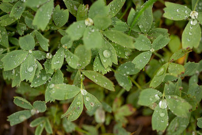 Full frame shot of wet plants