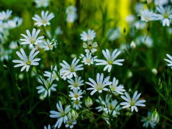 Close-up of flowers blooming outdoors