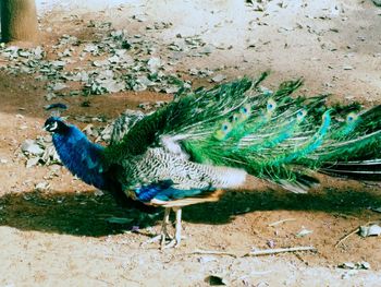 Close-up of peacock