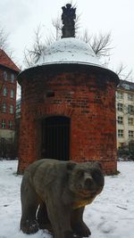 Dog on built structure against sky