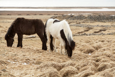 Two icelandic horses on a meadow in spring