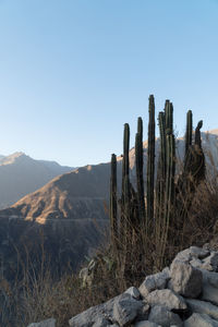 Cactus growing on mountain against clear sky