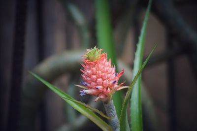 Close-up of red flowering plant