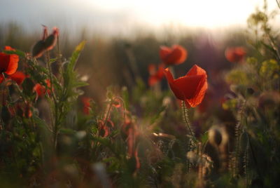 Close-up of red poppy flowers on field