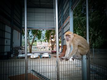 Monkey sitting on a fence