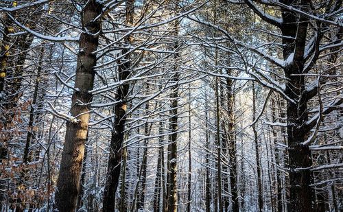 Bare trees in forest against sky