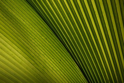 Full frame shot of palm leaves