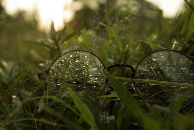 Close-up of wet grass