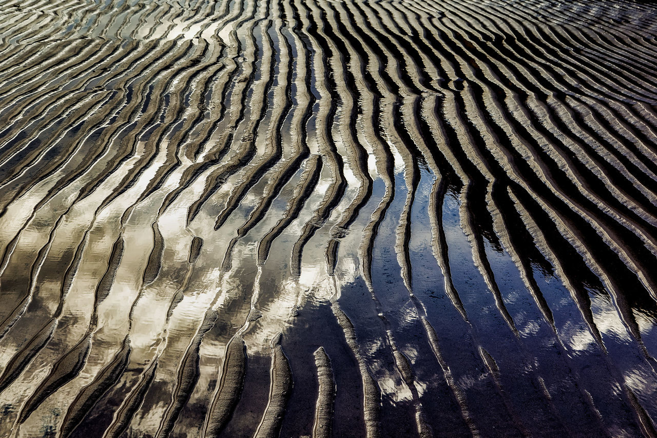 FULL FRAME SHOT OF ZEBRA